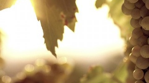 <strong>PROMO FILM </strong> P&F Winearies 