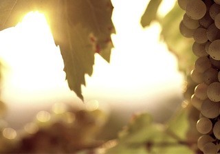 <strong>PROMO FILM </strong> P&F Winearies